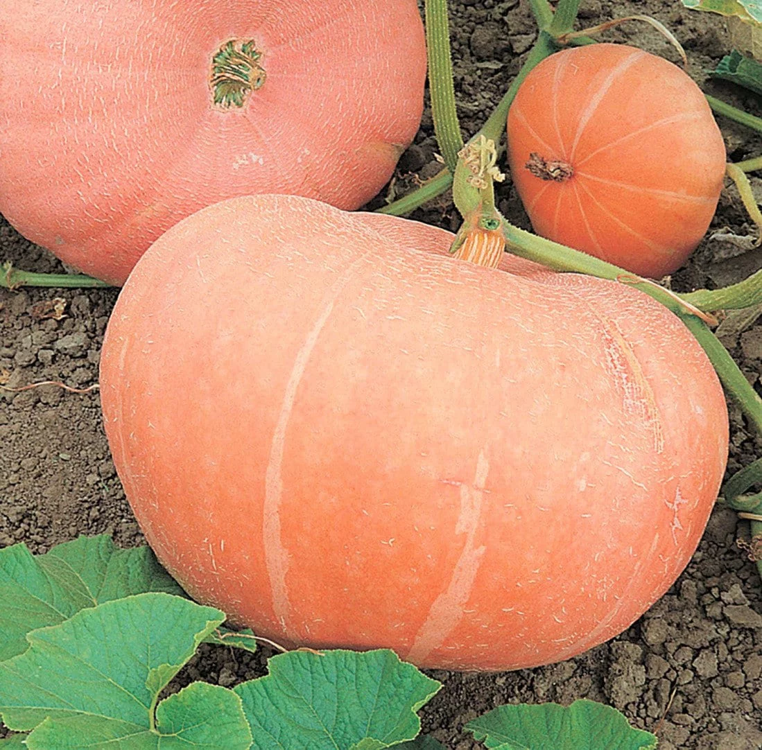 TomorrowSeeds - Pink Jaune De Paris Pumpkin Seeds - 20+ Count Packet - French Rose de Paris Fairytale Coach Patch Pumpkins Squash Vegetable Seed 2024