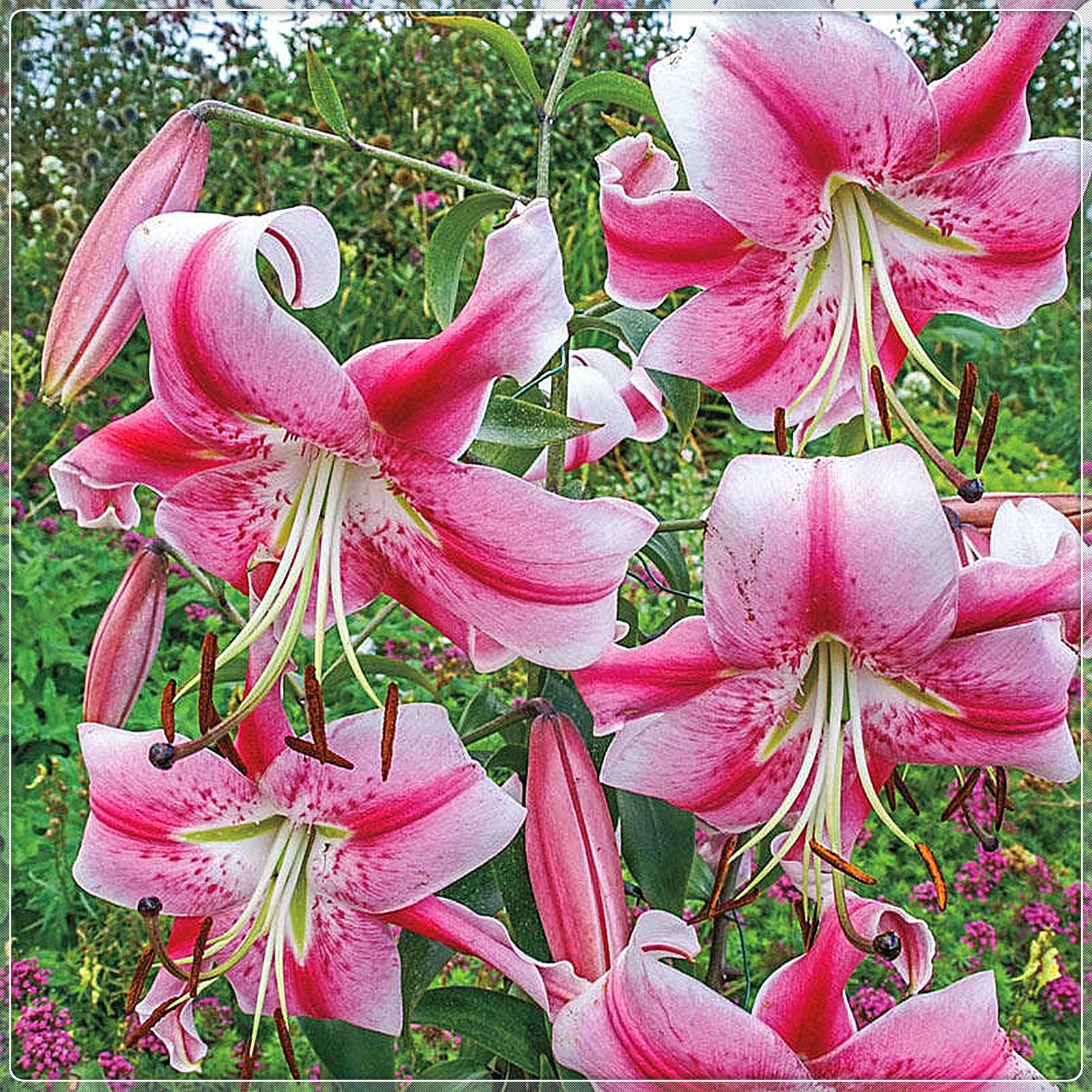 Lily Bulbs, Tiger Lily Bulbs, Large Flowers,Lily Bulbs For Planting Perennials, Stargazer Lily Bulbs.Flower Bulbs,Lily Bulbs For Sale