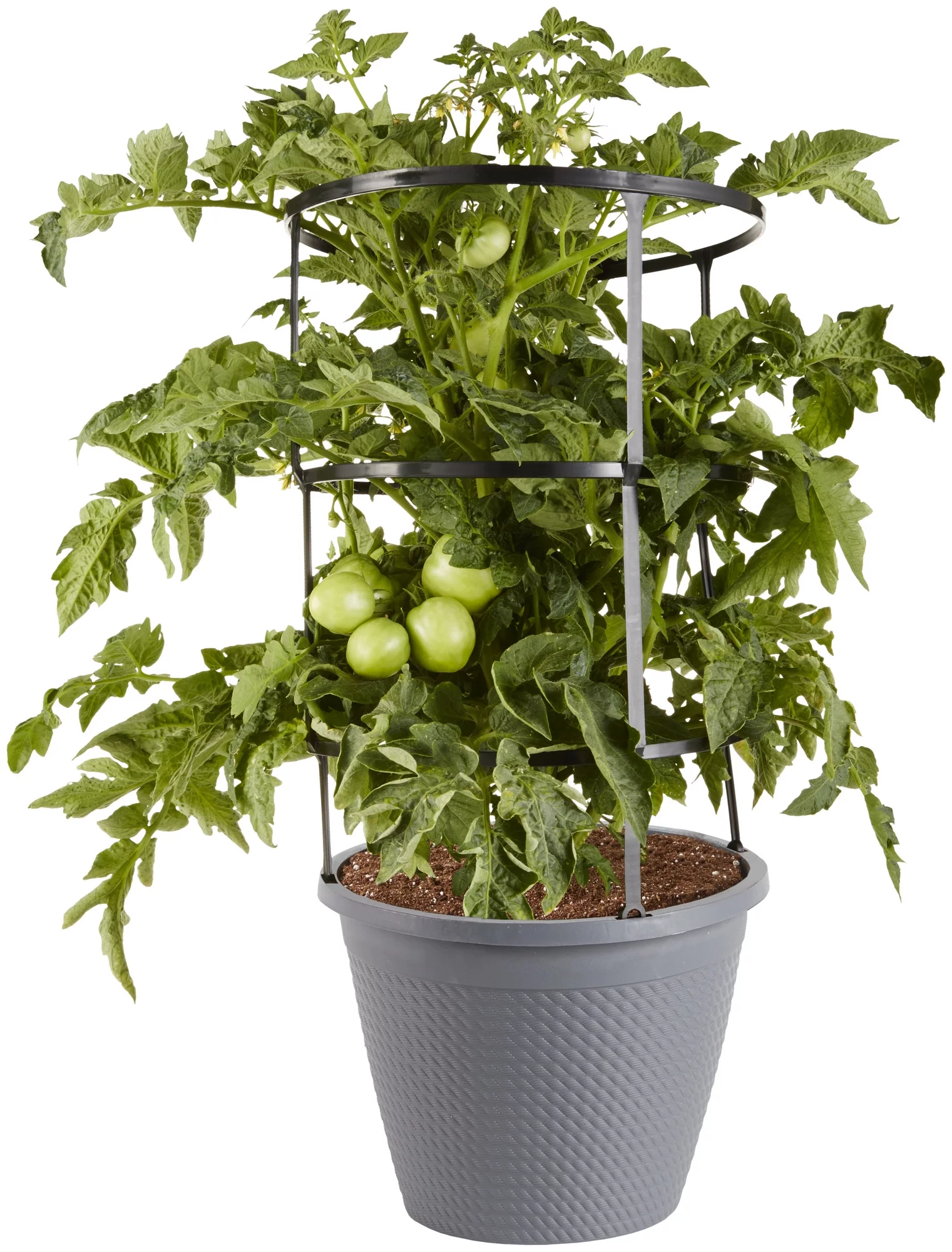 Bonnie Plants Big Boy Tomato 2.5 Gal., Live Plant