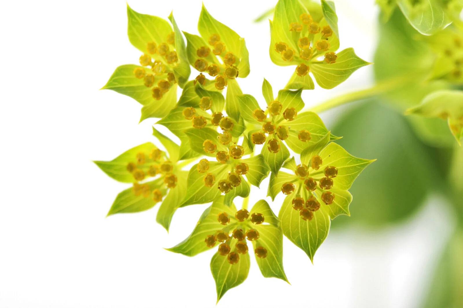 100 GREEN GOLD BUPLEURUM Griffithii Rotundifolium Hares Thoroughwax Flower Seeds