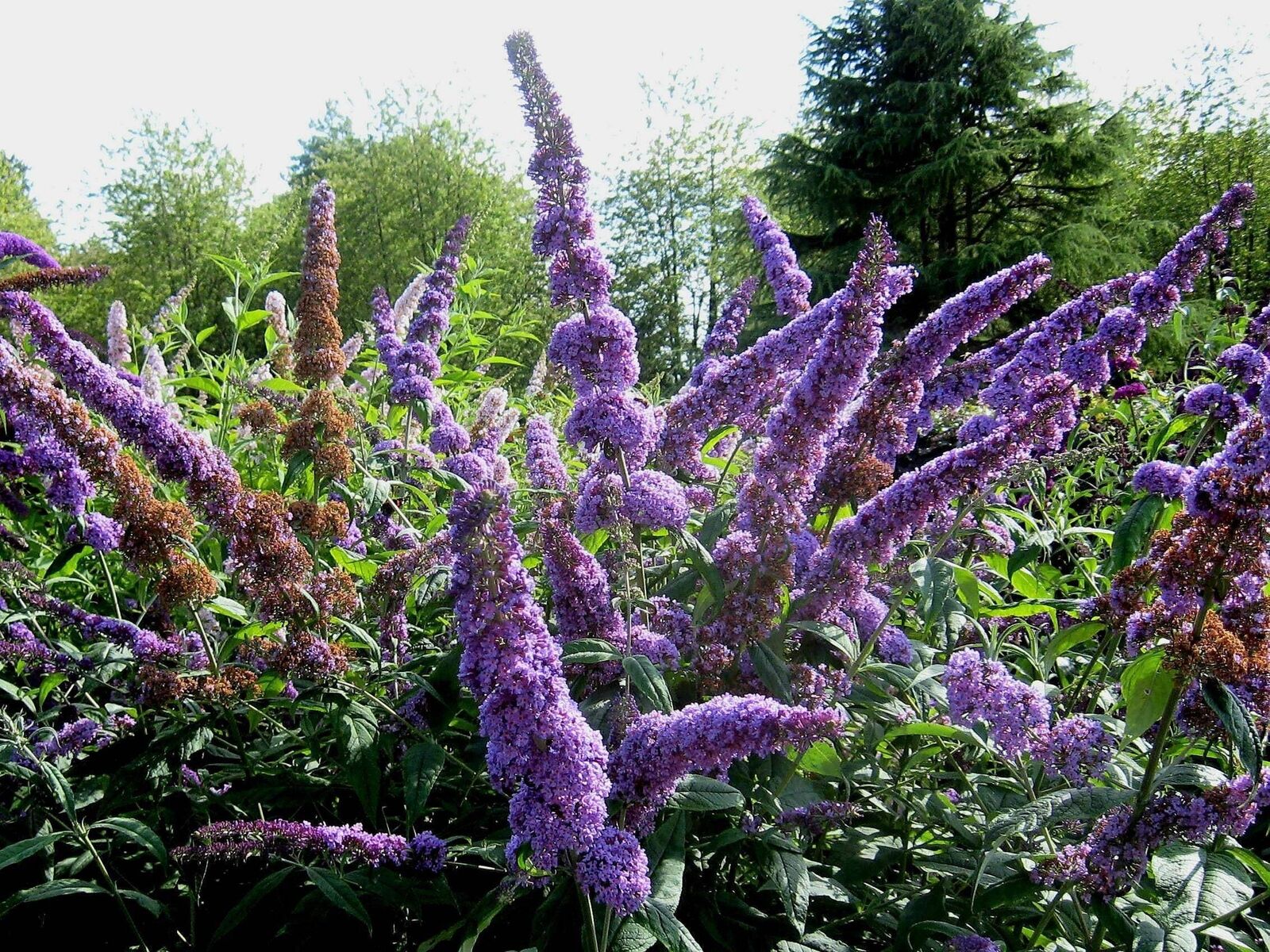 50 Dark PURPLE BUTTERFLY BUSH Buddleia Davidii Hummingbird Shrub Flower Seeds