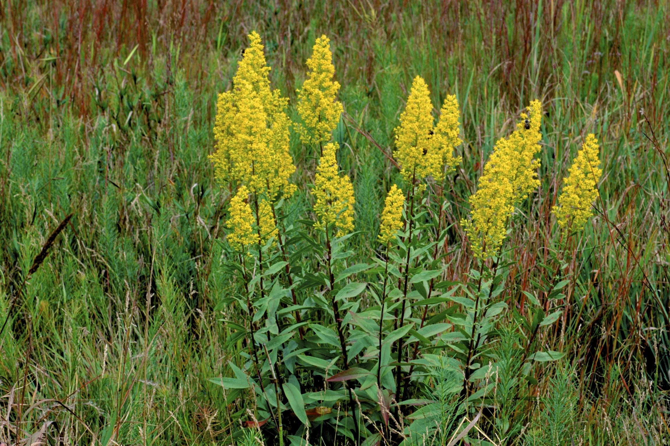 Earthcare Seeds - Goldenrod Showy 1000 Seeds (Solidago Speciosa) Heirloom - Open Pollinated