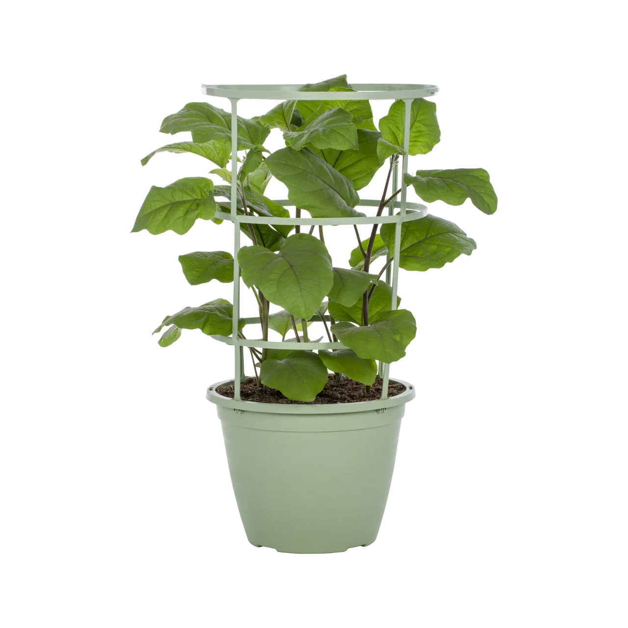 Better Homes & Gardens 2.5 Gal Eggplant Live Plant Decorative Planter Sun