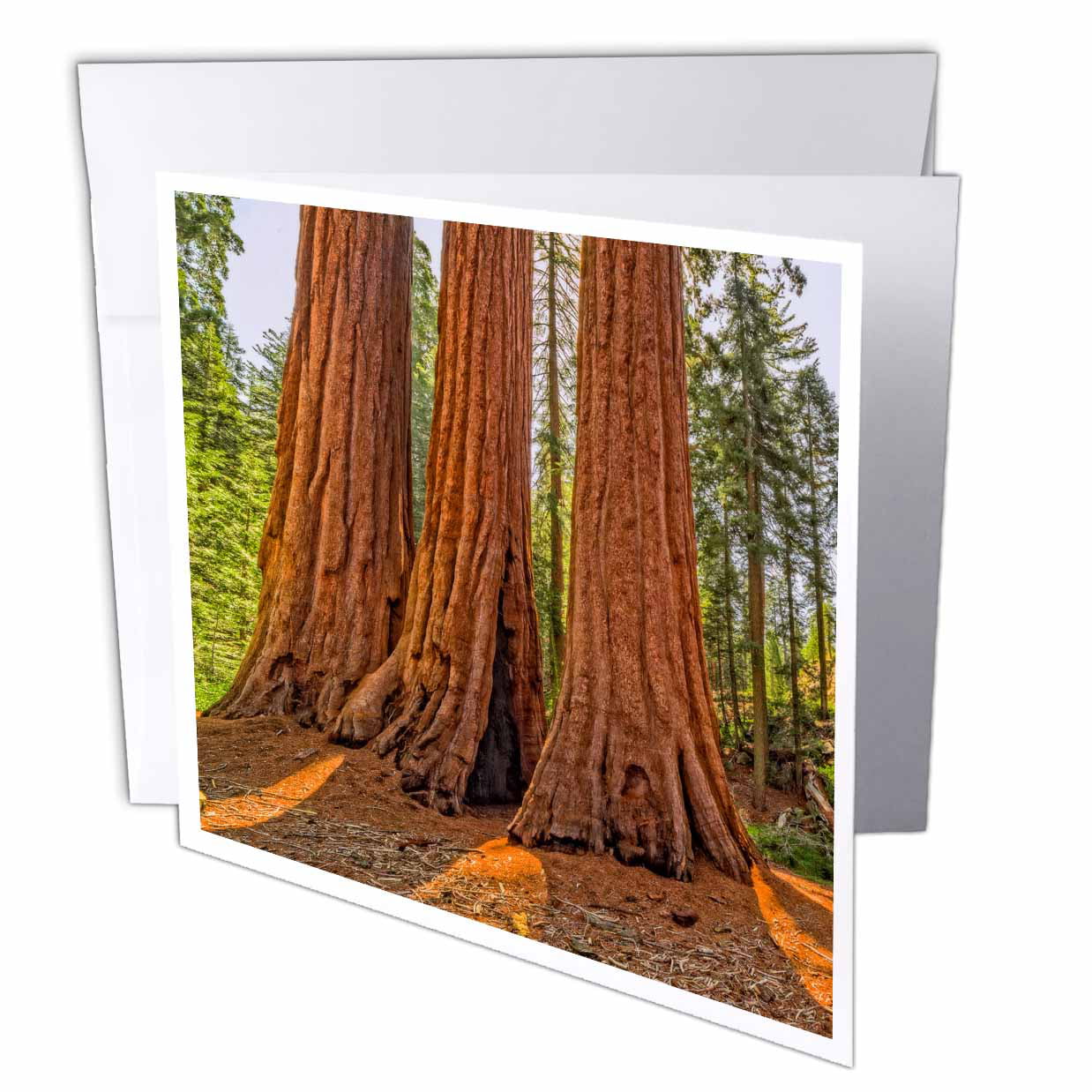3dRose Redwood Monarchs, Greeting Cards, 6 x 6 inches, set of 12