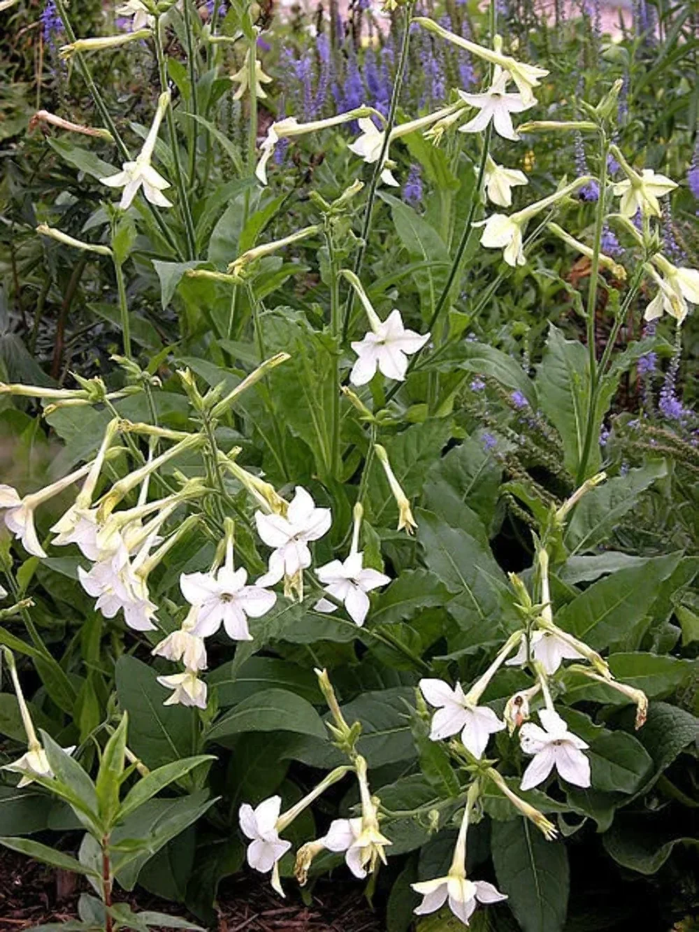 200 JASMINE AZTEC NICOTIANA Alata (Ornamental Flowering Tobacco) Flower Seeds