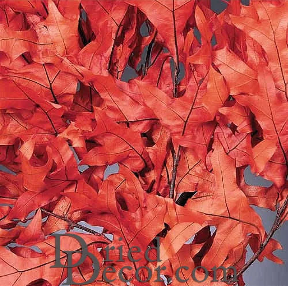 25 Pound Case, Preserved Persimmon Oak Leaves for Season Floral Display