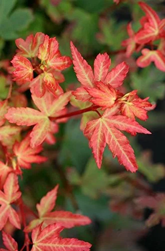 Koto Maru Japanese Maple 1 - Year Graft