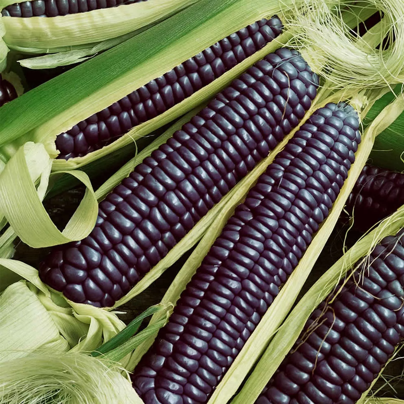 Blue Hopi Corn Garden Seeds - 1 Lb - Non-GMO, Heirloom, Ornamental, Vegetable Gardening Seeds - Zea mays