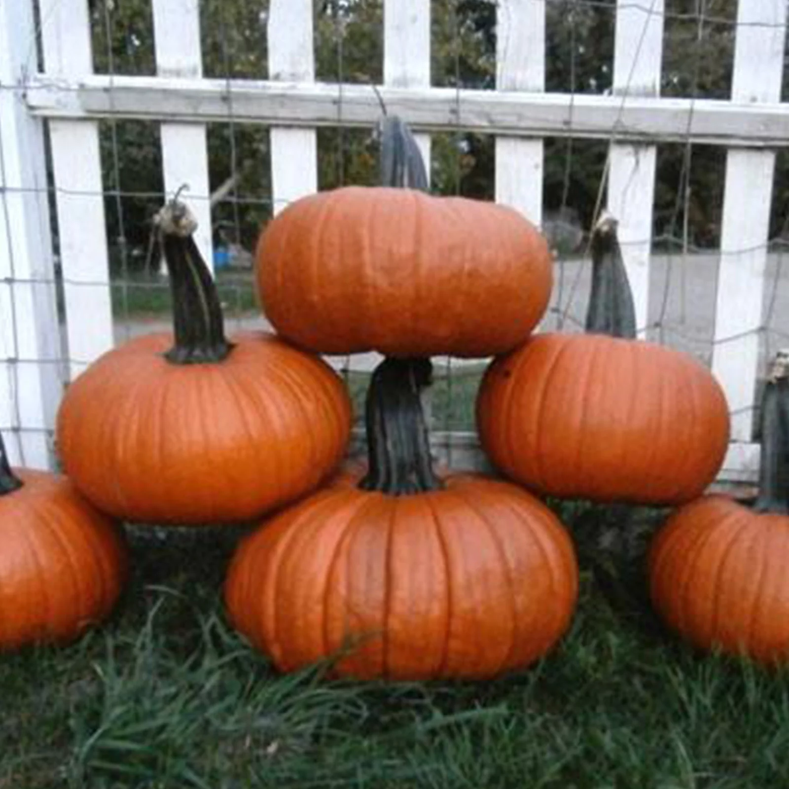 Pumpkin Garden Seeds - Thumpkin - 4 g Packet ~25 Seeds - Non-GMO, Vegetable Gardening Seeds