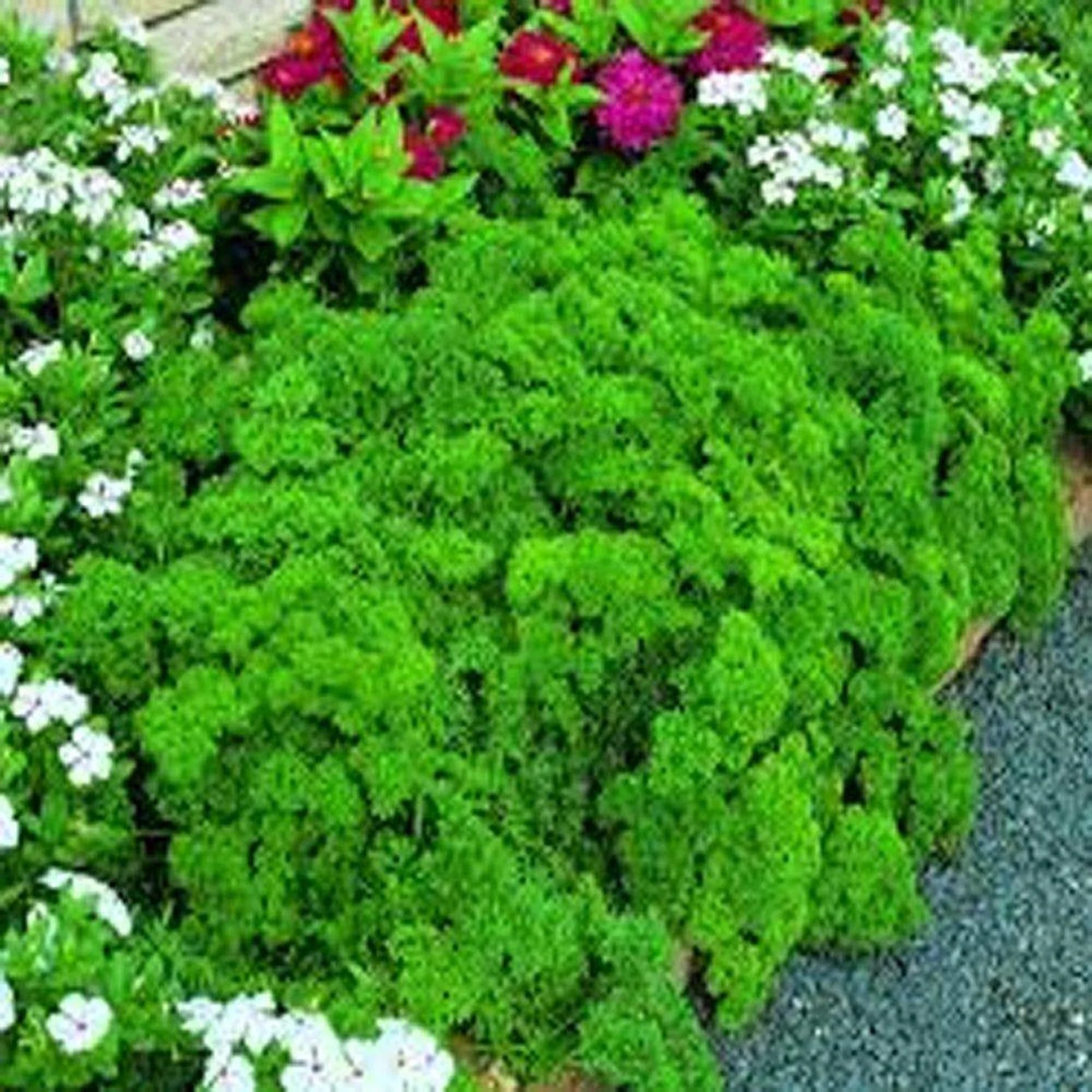 Parsley Seed , Triple Curled Parsley Seeds, Heirloom Non GMO, 100 Seeds,Parsley Seeds, Heirloom, Non GMO,Parsley Seeds