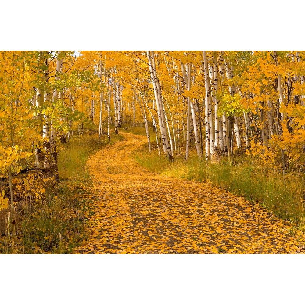 Leacock, J.C. 14x11 Black Modern Framed Museum Art Print Titled - Aspen Tree Trunks