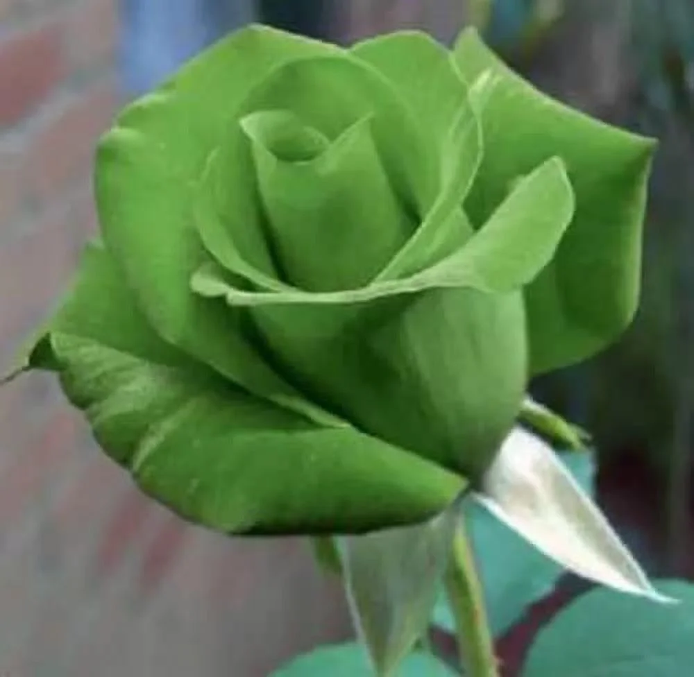 CHUXAY GARDEN Green Rose Rosa Seed 5 Seeds Perennial Bush Shrub Beauty Green Flowers Grows in Just Weeks