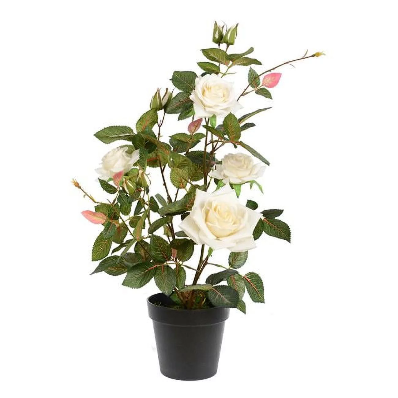 21 in. White Rose Plant in Pot