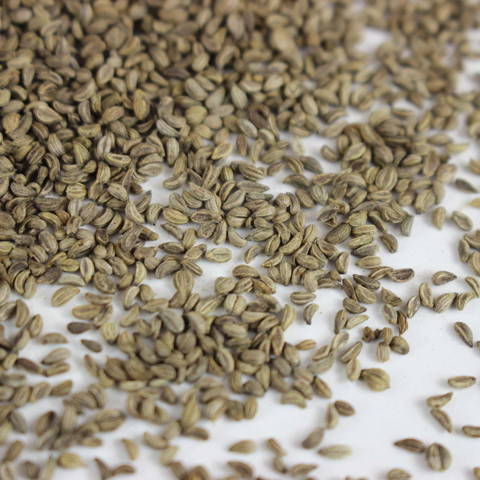 Parsley Herb Garden Seeds - Triple Moss Curled - 1 g Packet ~500 Seeds - Non-GMO, Heirloom Herbal Gardening & Microgreens Seed