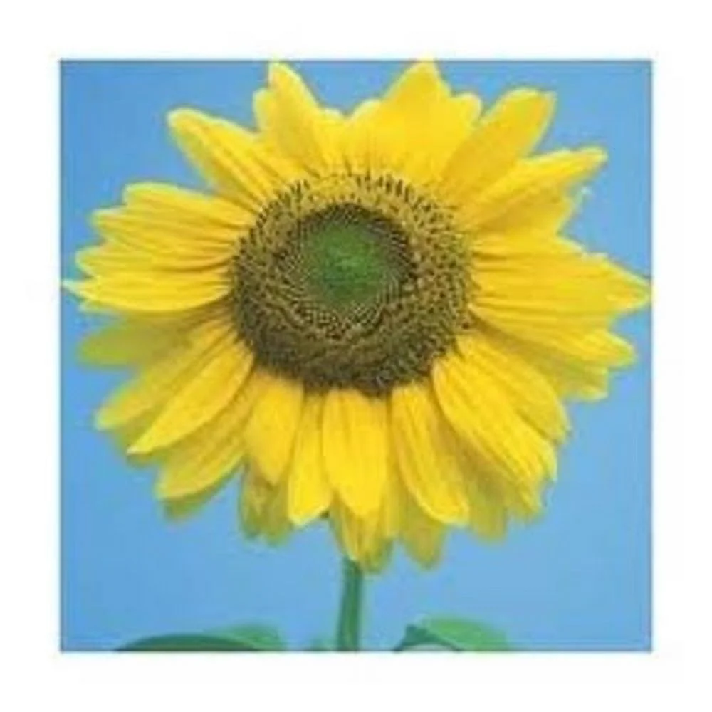 Sunflower Mammoth Gray Stripe Nice Garden Flower 200 Seeds