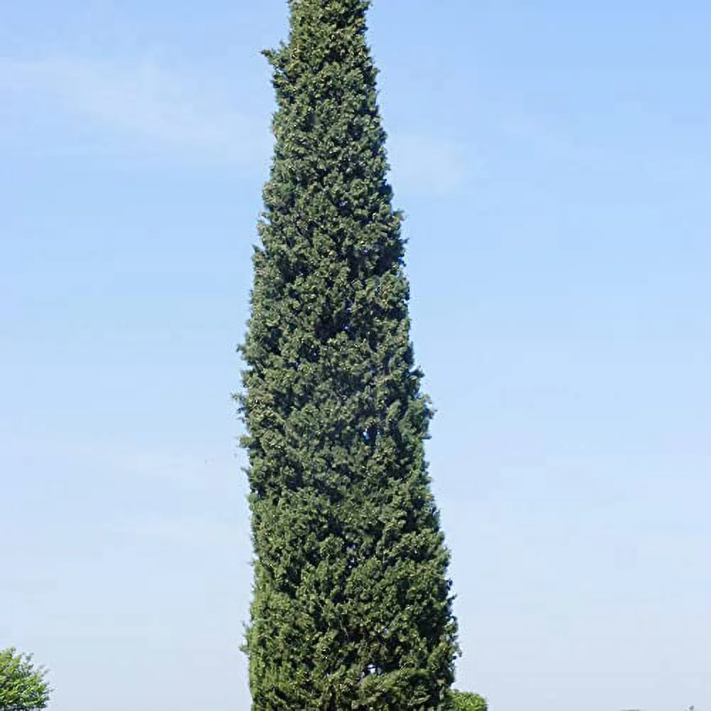 Mediterranean Cypress Seeds Italian Cypress, Cupressus Sempervirens Tolerant of Drought & Dry Conditions Low Maintenance Specimen Outdoor 25Pcs Tree Seeds by YEGAOL Garden