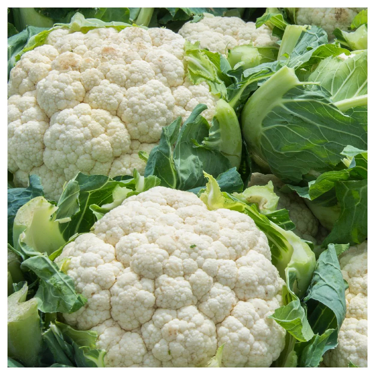 Everwilde Farms - 500 Snowball Self Blanching Cauliflower Seeds - Gold Vault Jumbo Bulk Seed Packet