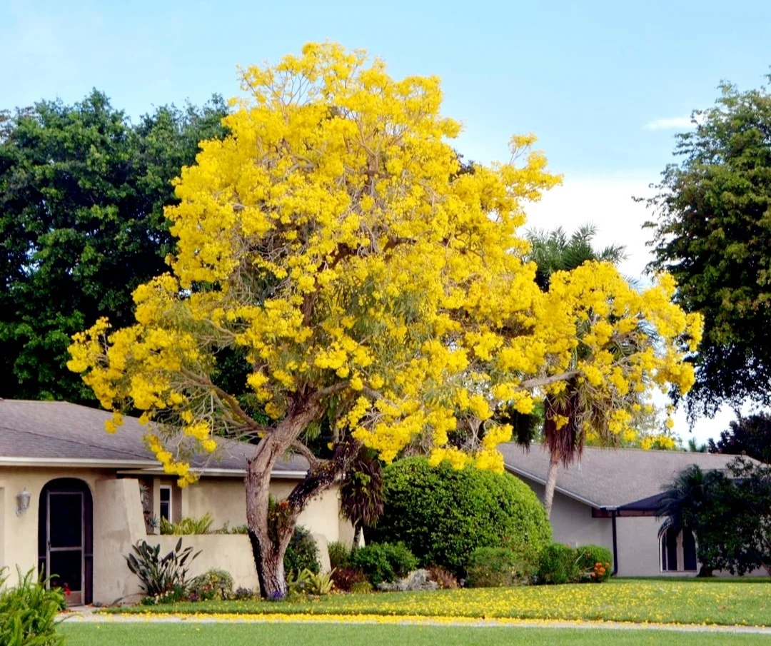 60 Seeds Golden Trumpet Handroanthus chrysotrichus Tabebuia Chrysantha Fresh 2024 Yellow