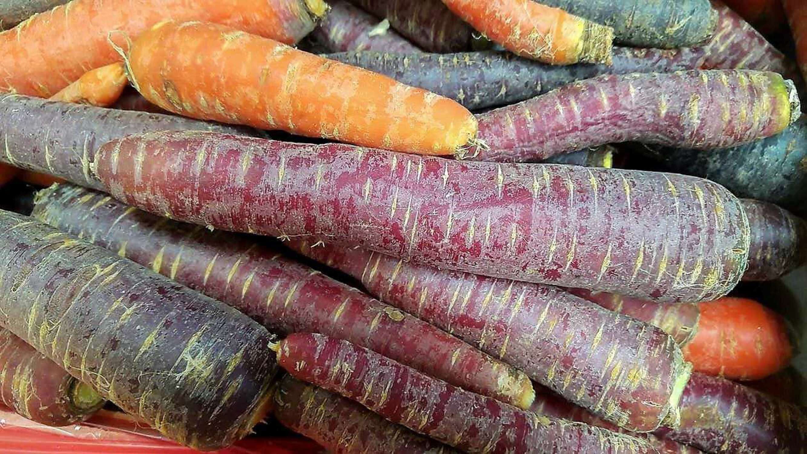 300 BLACK NEBULA CARROT Daucus Carota Root Vegetable Seeds