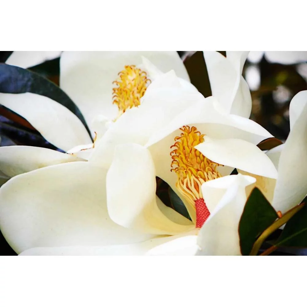 Hausenflock, Alan 14x11 Black Modern Framed Museum Art Print Titled - Southern Magnolia II