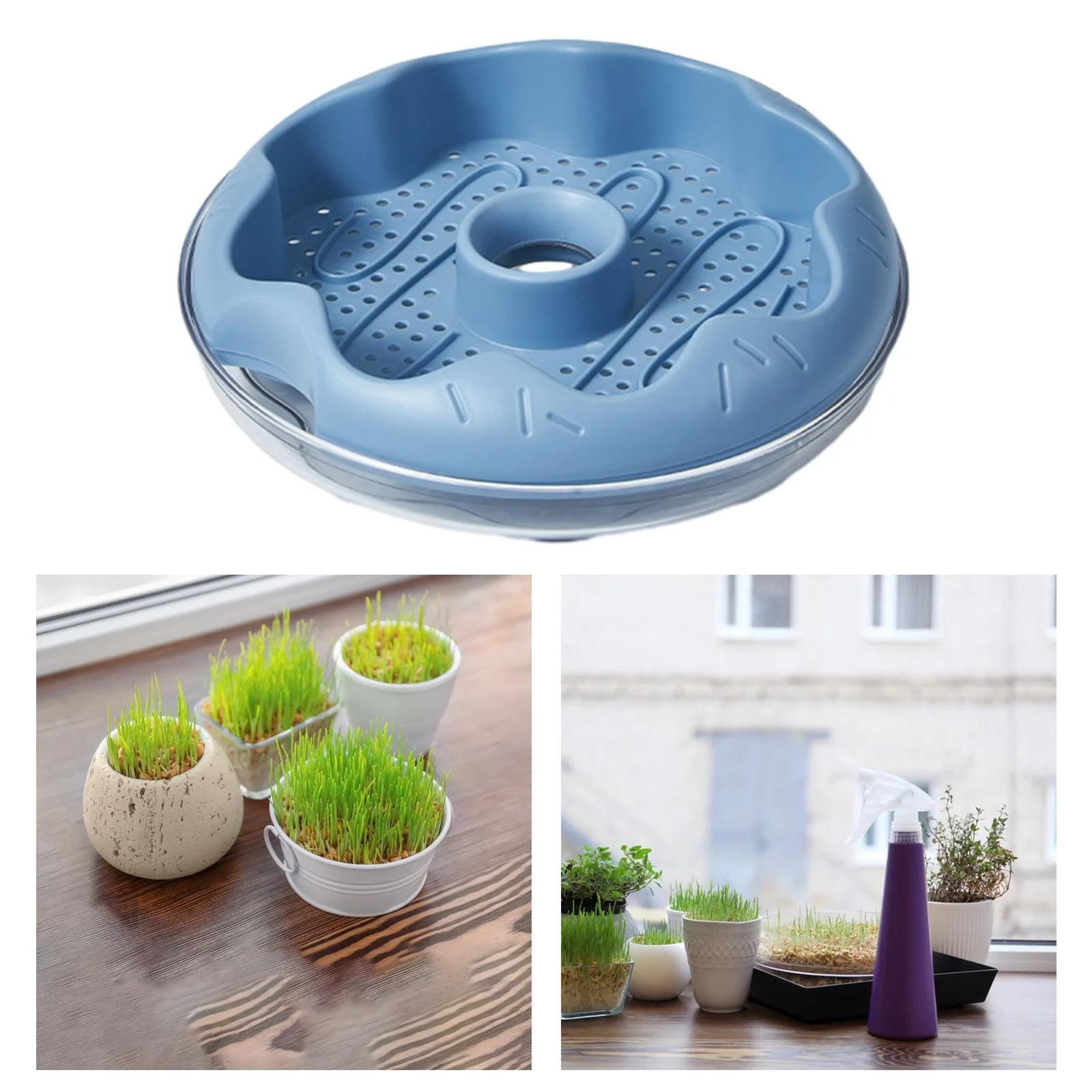 oshhnii Grass , Planting Tray, Germination Tray, Grass Sprouting Tray, Cat Snack Blue