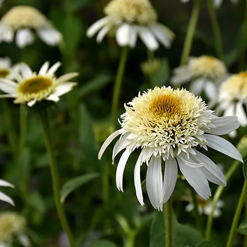 QAUZUY GARDEN 50 Double White Coneflower Echinacea Seeds for Planting Heirloom Striking Potted Hanging Basket Home Garden Outdoor Flower Attract Pollinators