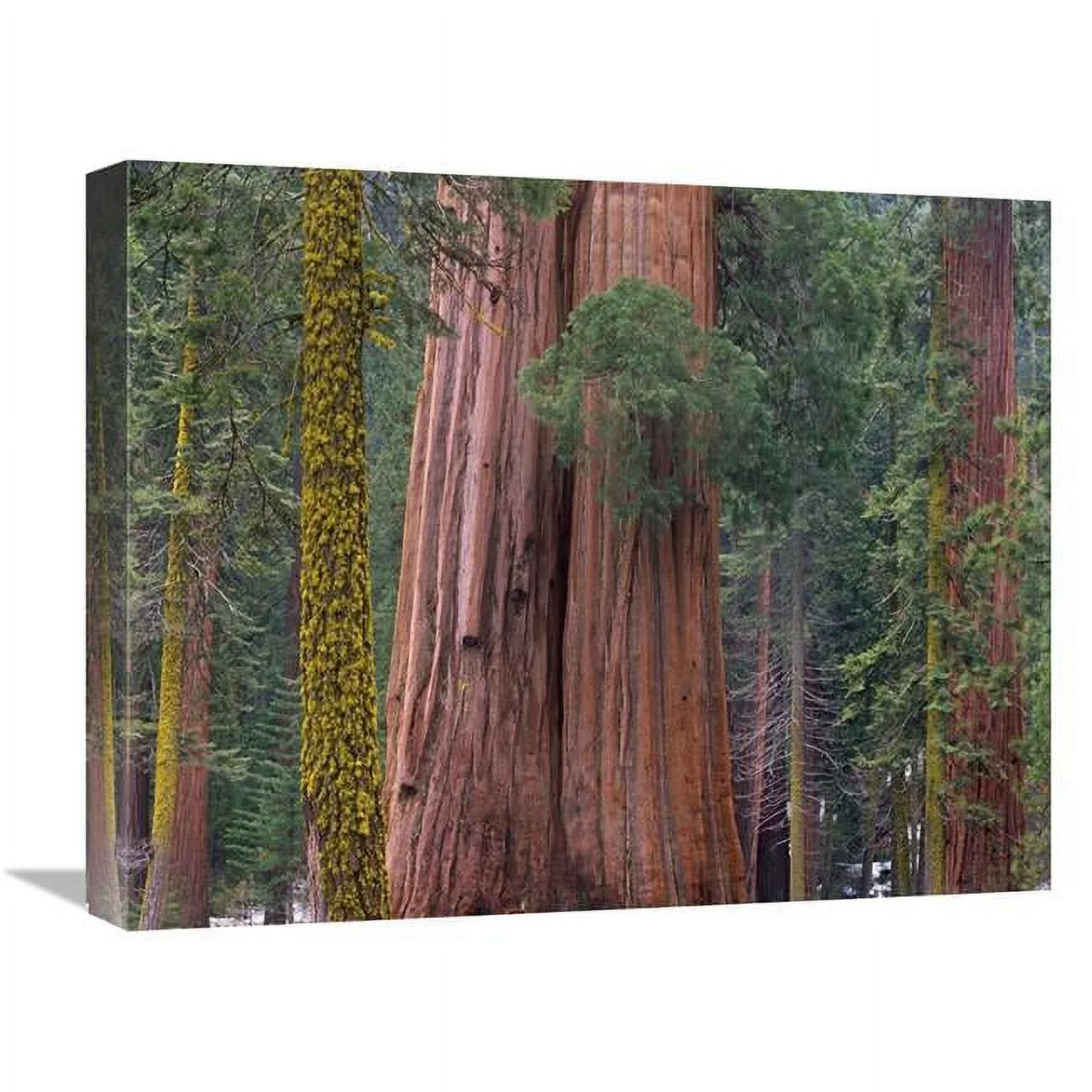 16 x 20 in. Giant Sequoia Trees, California Art Print - Tim Fitzharris