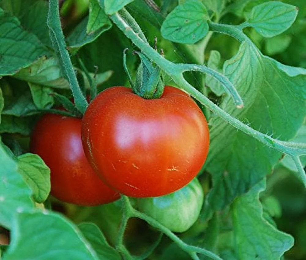Tomato Sub Arctic Plenty Great Heirloom Garden Vegetable By Seed Kingdom 25 Seeds