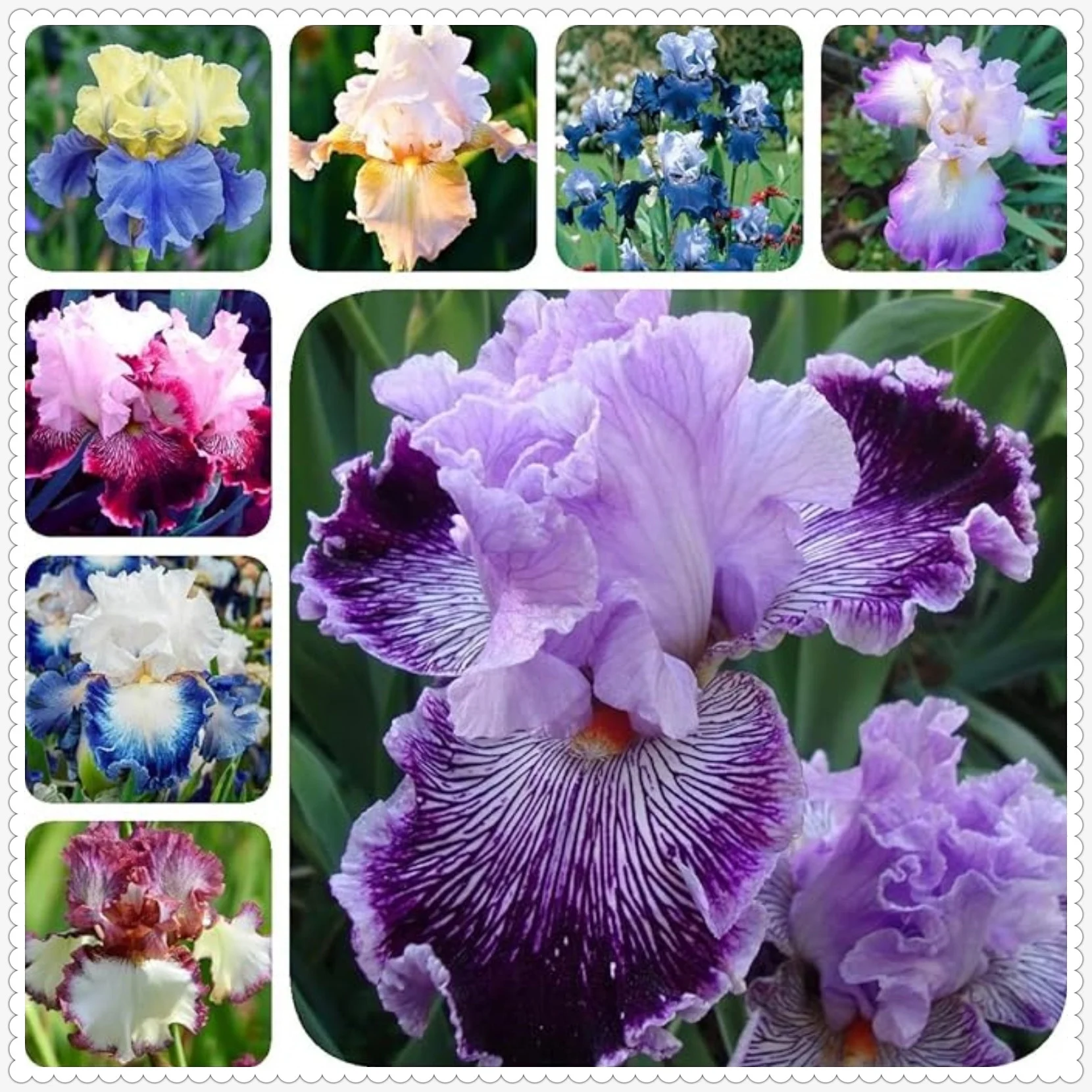 Iris Bulbs For Planting,Iris Plants Bulbs,Iris Bulbs,Perennial Reblooming Bearded,Beautify Environment,Iris Rhizomes,Iris Tubers,Sword Lily Bulbs For Sale.
