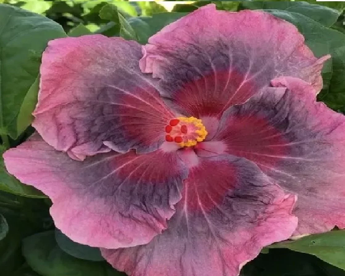 Hibiscus Cajun Color Sweet Persuasion, Starter Plant
