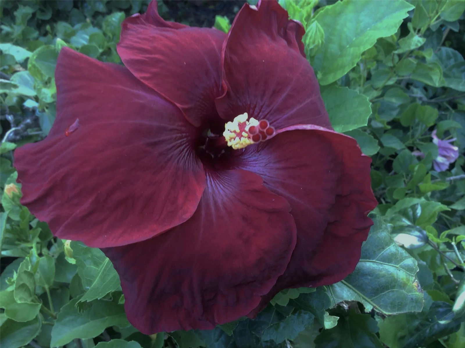 Hibiscus Bulb, Large  Flowers,Giant Hibiscus,Four-Season Plants,  Hibiscus Plants,Beautiful,Delicate Flowers,  Hibiscus,Hibiscus Bulbs For Sale