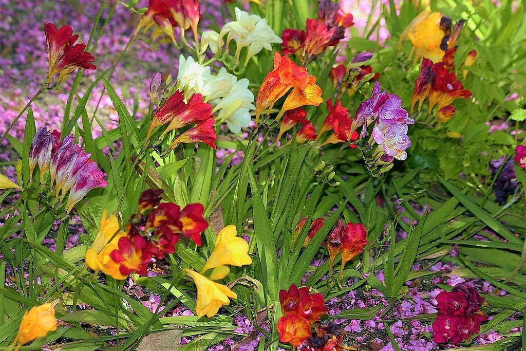 5 ROYAL CHAMPION Mix FREESIA Mixed Colors Pink Blue Purple Yellow Red Orange Flower Seeds