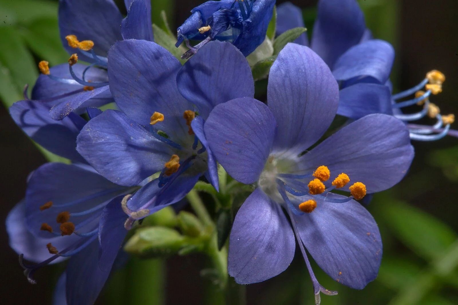 50+ POLEMONIUM JACOB'S LADDER DEER-RABBIT RESIST SHADE PERENNIAL FLOWER SEEDS
