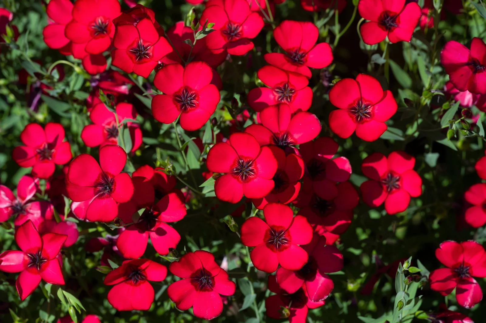 500 Red SCARLET FLAX Linum Grandiflorum Rubrum Flower Seeds