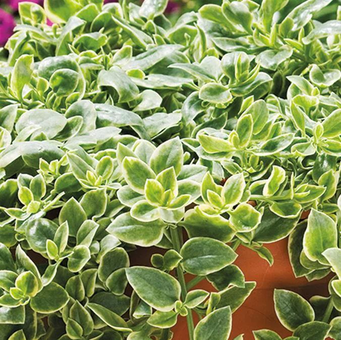 4.25 in. Eco+Grande, Mezoo Trailing Red Livingstone Daisy (Mesembryanthe) Live Plant, Red Flowers (4-Pack)