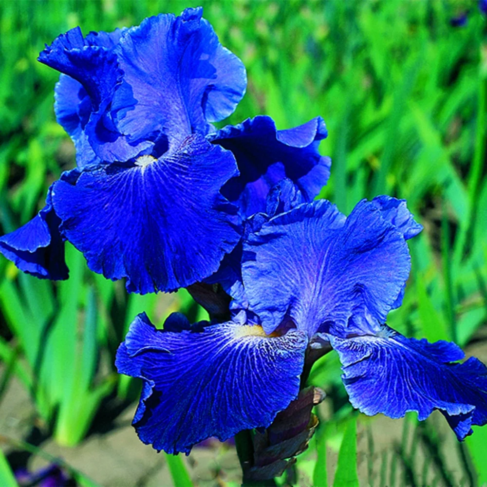 Bearded Iris Bulbs for sale, Simply Beautiful Flowering Perennial, Flowering Plant, Root Start, Rhizome, Bulb