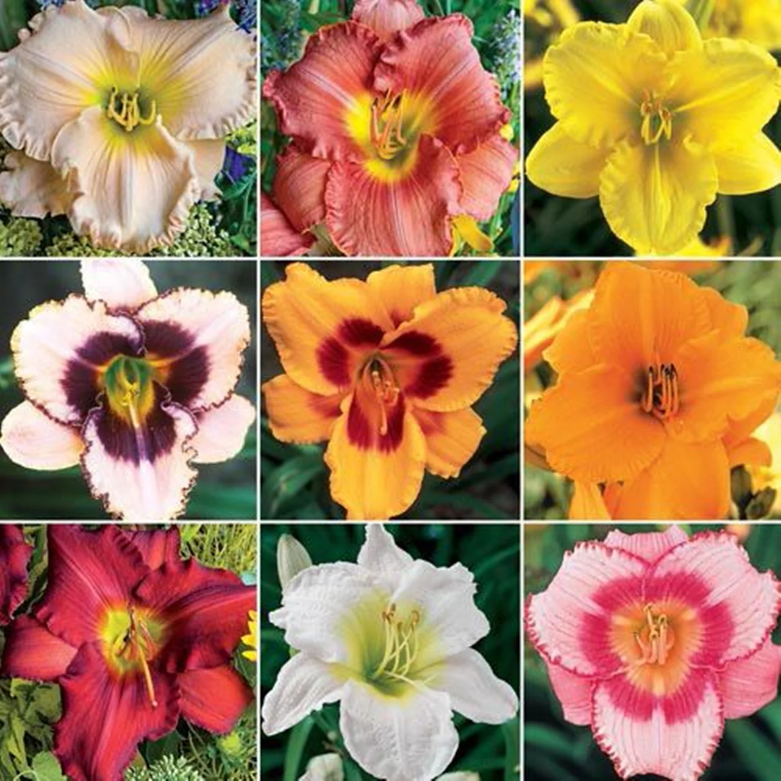 Daylily Bulbs, Stunning Flowers, Bloom Multiple Times,Large Flowers,Perennials Re-Bloomer,Convenient For Gardeners To Plant,Cold-Resistant,Hemerocallis Fulva,Vibrant Perennials, Hemerocallis Fulva,
