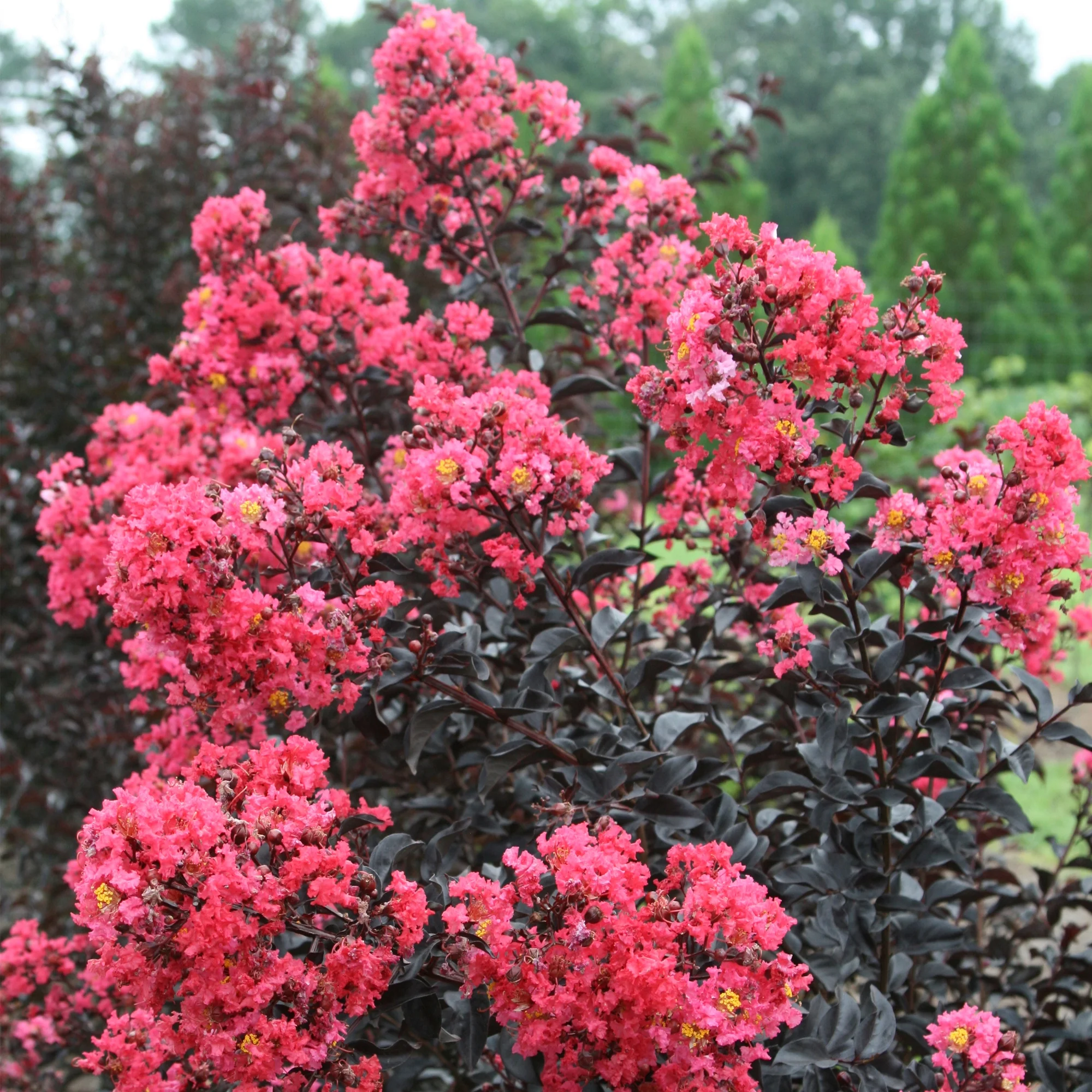 First Editions Midnight Magic Crape Myrtle Live Shrubs (2 Gallon)