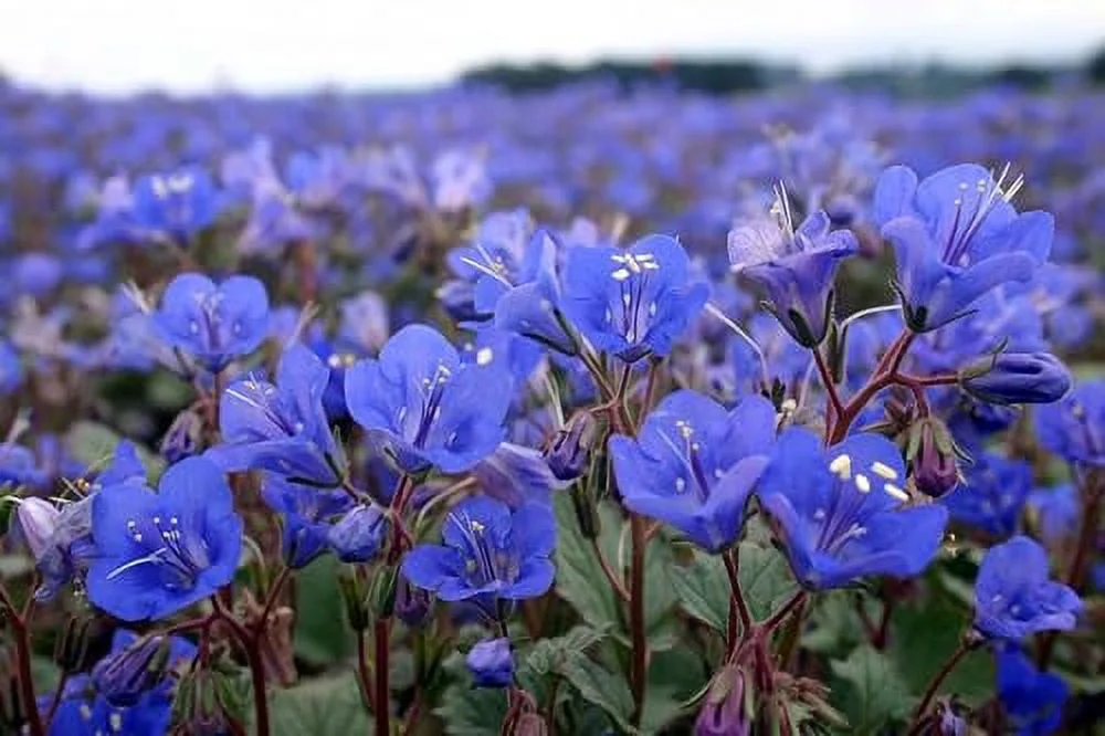 California Bluebell Seeds - 3000+ Count Packet - for 2024 Phacelia Campanularia Desert Blue Bell Scorpionweed Drought Tolerant