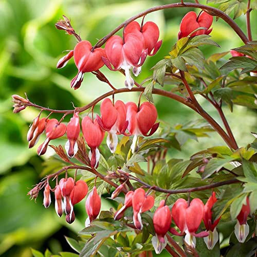 Red Bleeding Heart Seeds Perennial Cut Flowers Containers Low Maintenance Deer Resistant Attracts Pollinators Border Bed Patio Outdoor 25Pcs Flower Seeds by YEGAOL Garden