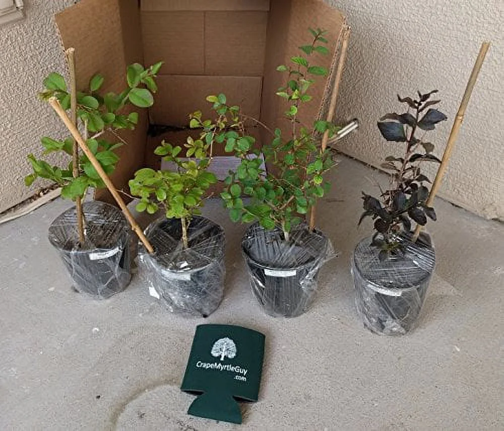 6 Pack - Red Flowering Crape Myrtle Trees - Lagerstroemia - Quart Container - 6-12 Inches Tall