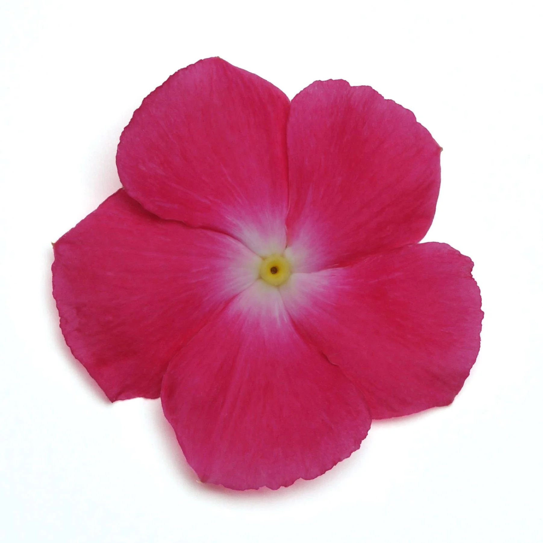 Expert Gardener Brand 1.5 Gallon Vinca Trailing Hanging Basket, Various Colors, Full Sun Annual