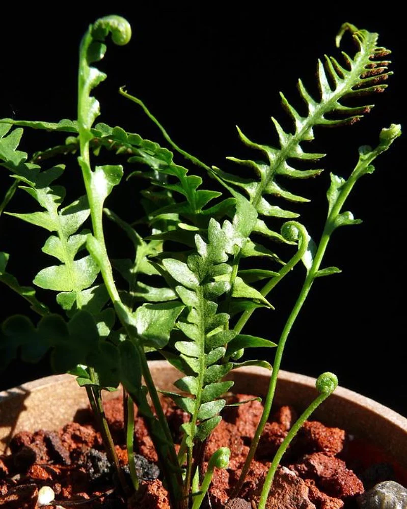 Rare Dragon Tail Fern - Asplenium ebenoides - 4