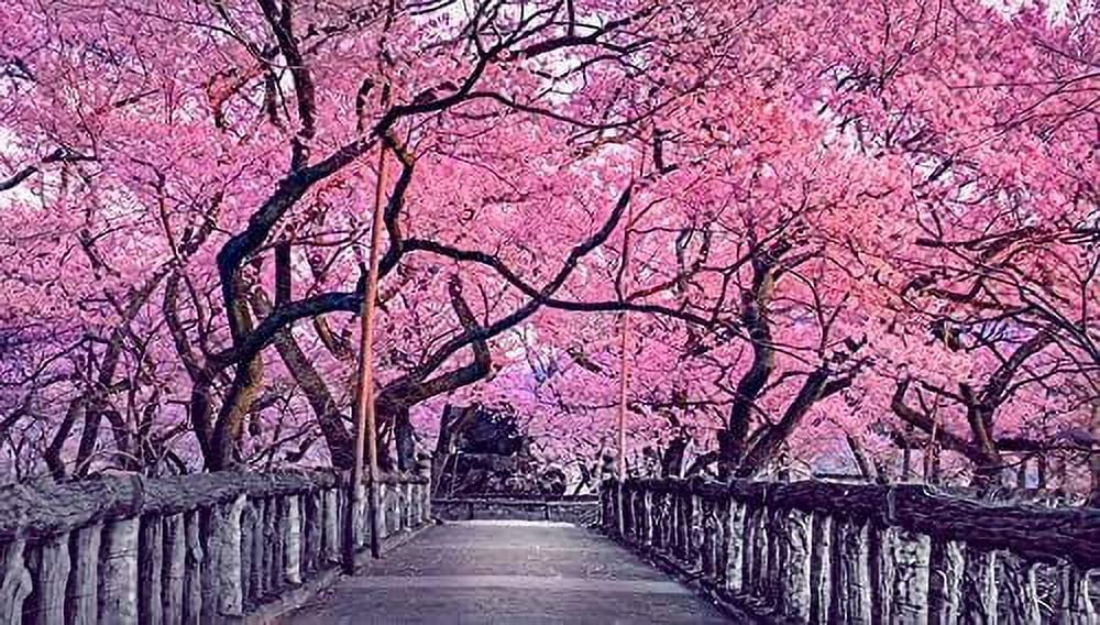 10 Sakura Tree Seeds - Grow Outdoors or Bonsai