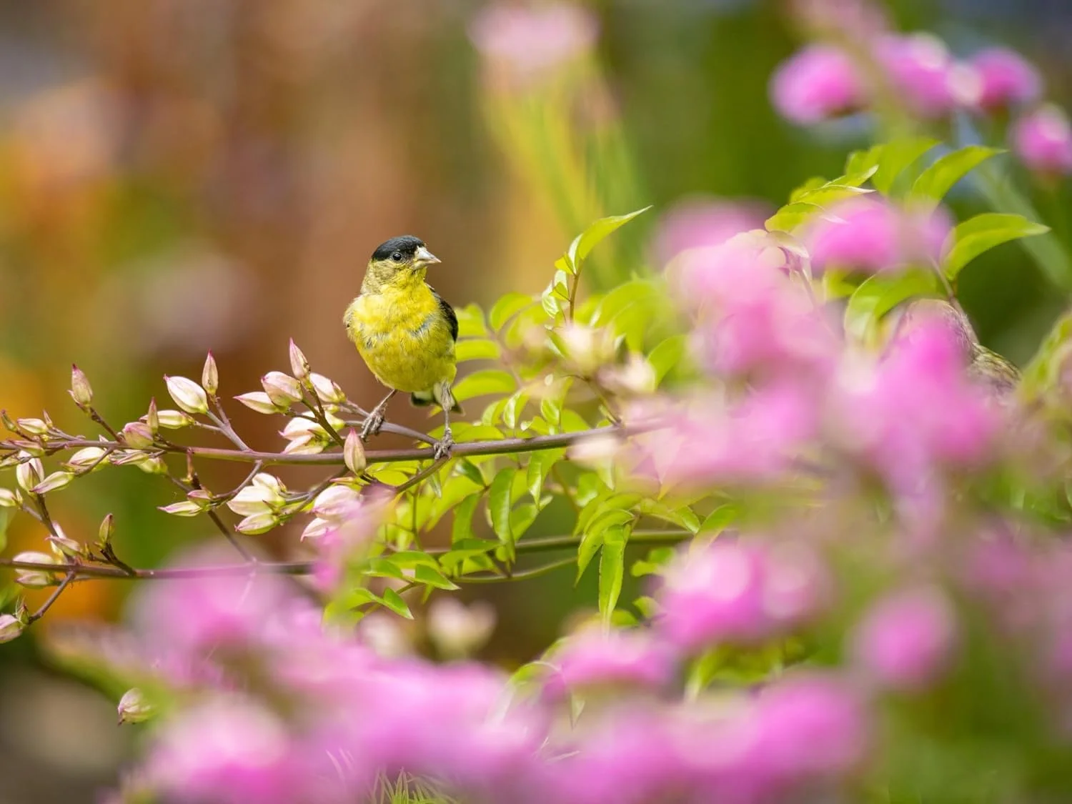 Evergreen Farm and Garden Bird Seed Cylinders - (2 Small Cylinders, Four Seasons Flight)