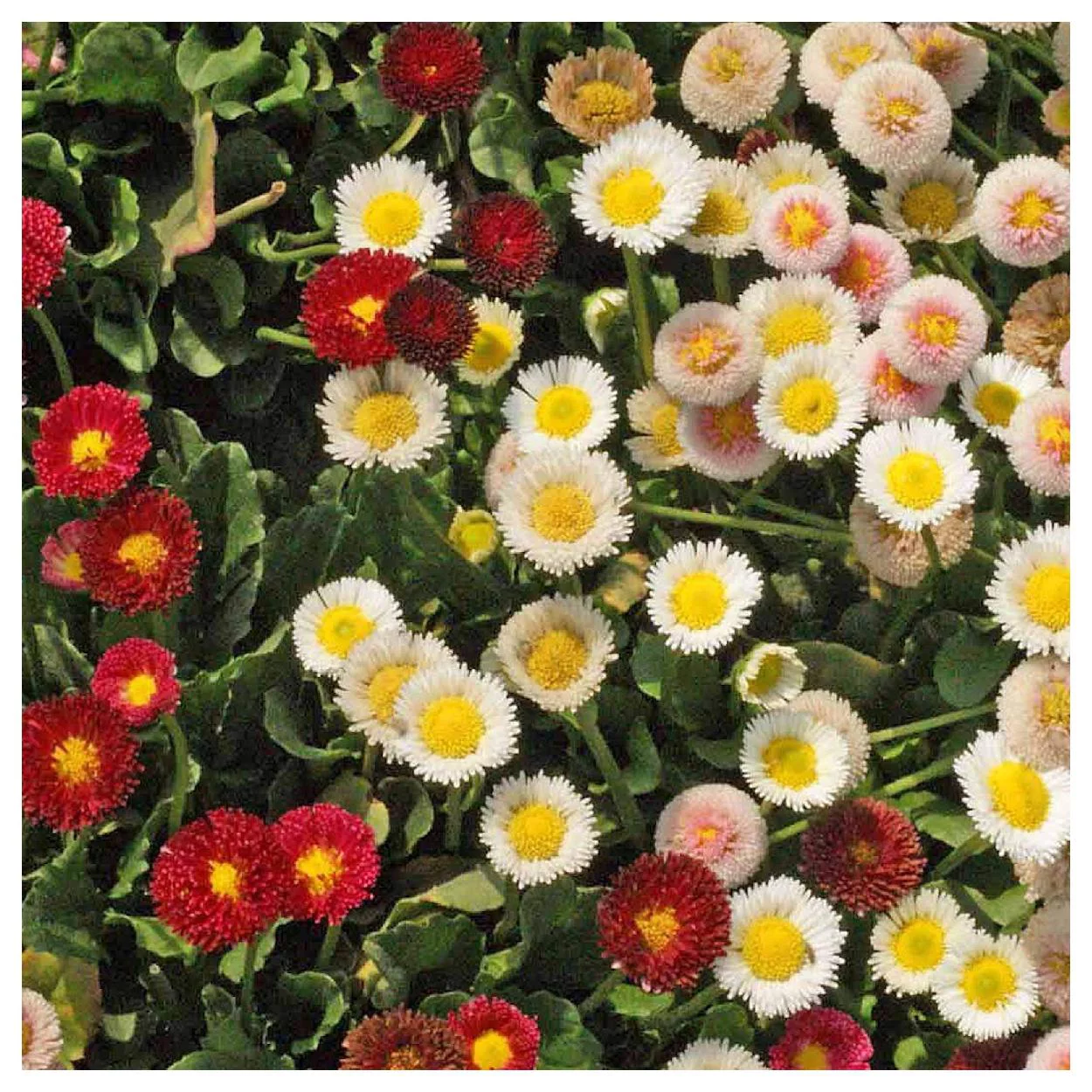 Everwilde Farms - 2000 English Daisy Mixed Garden Flower Seeds - Gold Vault Jumbo Bulk Seed Packet