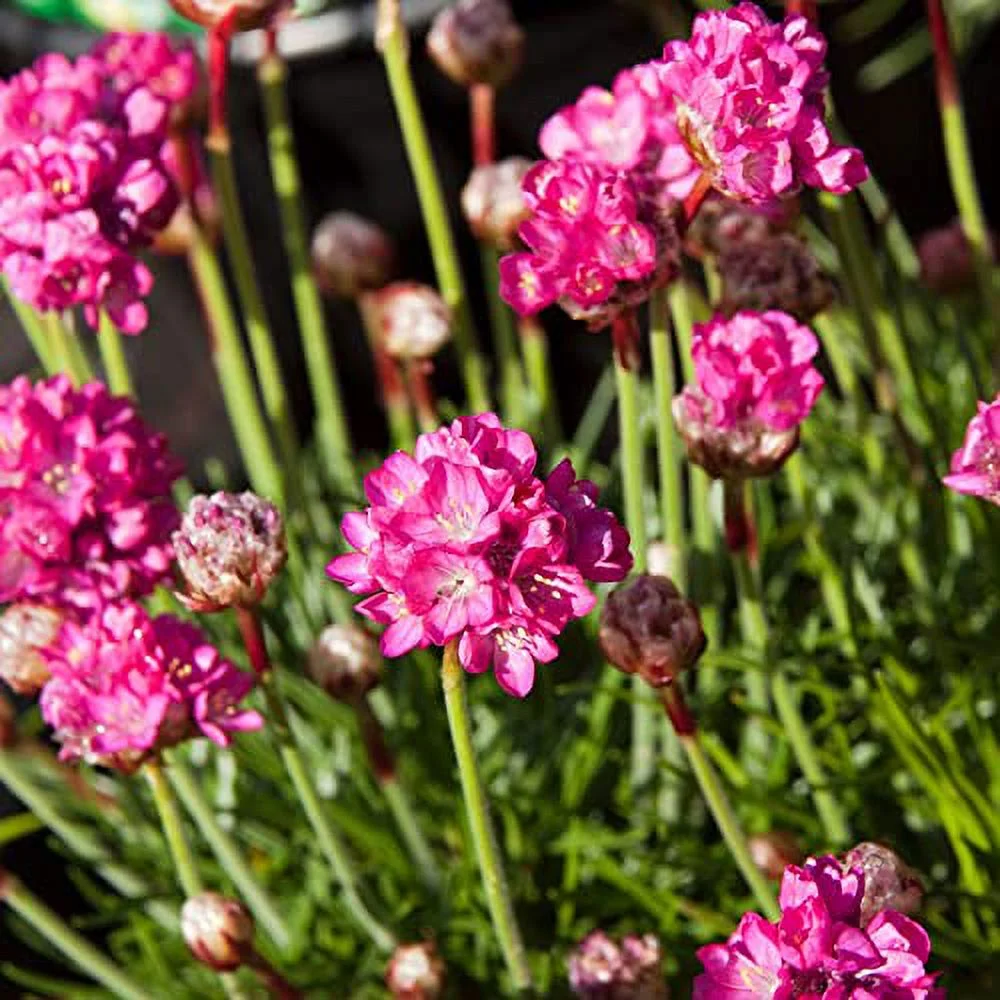 Armeria Maritima Seeds Sea Thrift Perennial Low-Growing Used in Rock Gardens Attract Bees & Butterflies Outdoor Container 400Pcs Flower Seeds by YEGAOL Garden