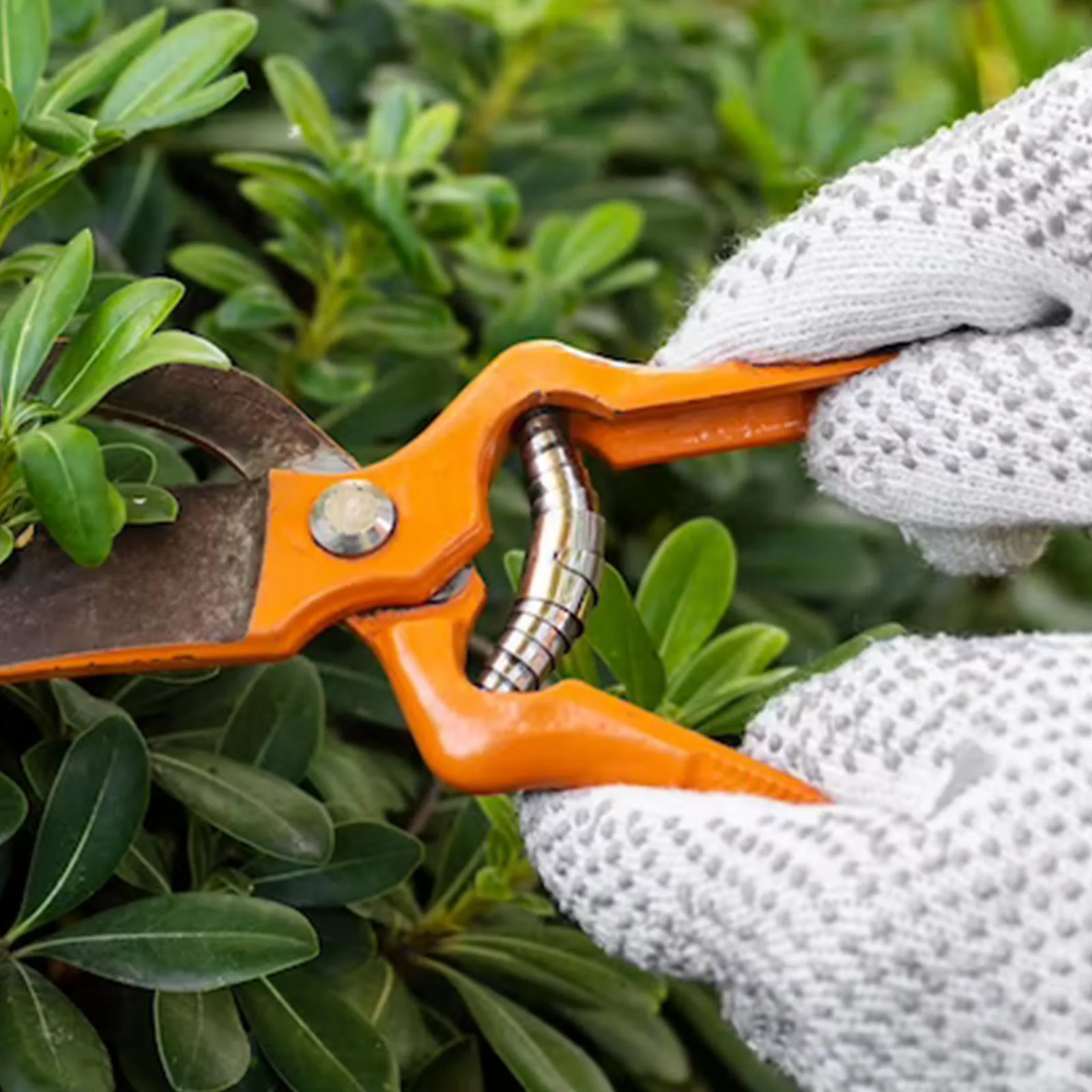 5 Pieces Volute Secateur Springs Hand pruners Spring 5.8cm for Gardening Tool