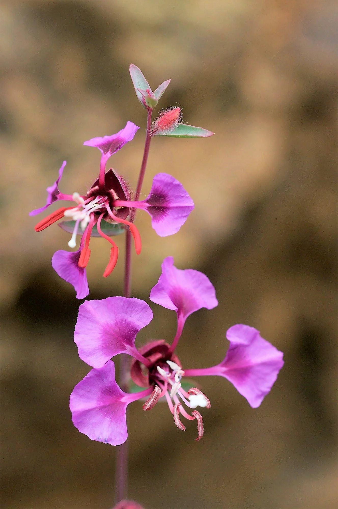 500 MIXED ELEGANT CLARKIA Mountain Garland Elegans Pink Purple Red Mix Flower Seeds