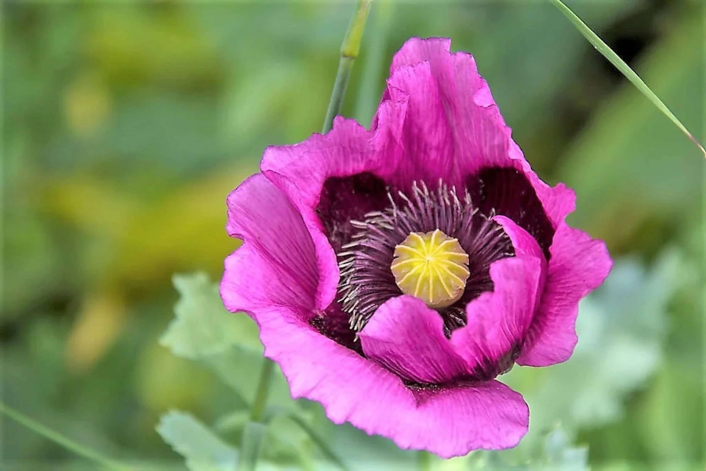 1000 HUNGARIAN BREADSEED POPPY Papaver Somniferum Purple Blue Flower Seeds
